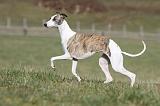 WHIPPET 329